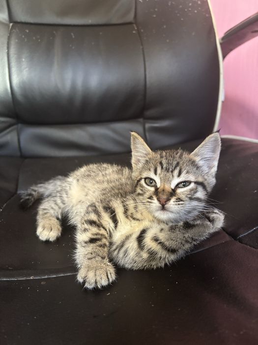 Gatinha para adoção responsável