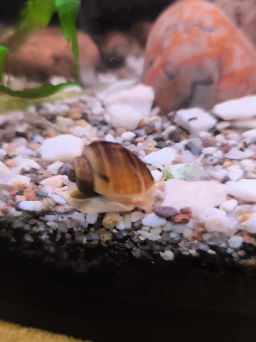 Ślimaki na glony akwarium