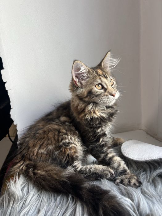 Kotka Maine Coon “GIGI” f22 FPL/FIFE – klasyczny czarny szylkret