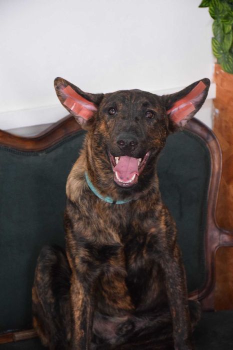 Cachorro XOLOITZCUINTLE COM PELO