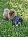 Szpic Miniaturowy (Pomeranian) czekoladowy piesek Snoopy