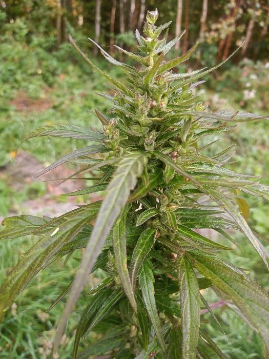 Susz konopny Herbata CBD NATURA 25G Ekologiczny Sen Stres