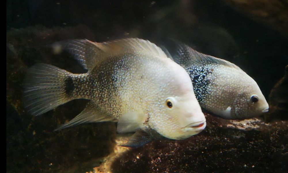 Pielęgnica Herichthys Cyanoguttatus