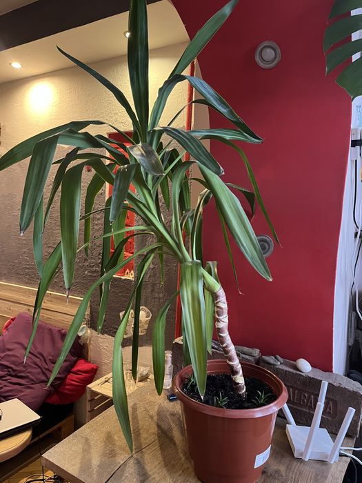 Юка кімнатна