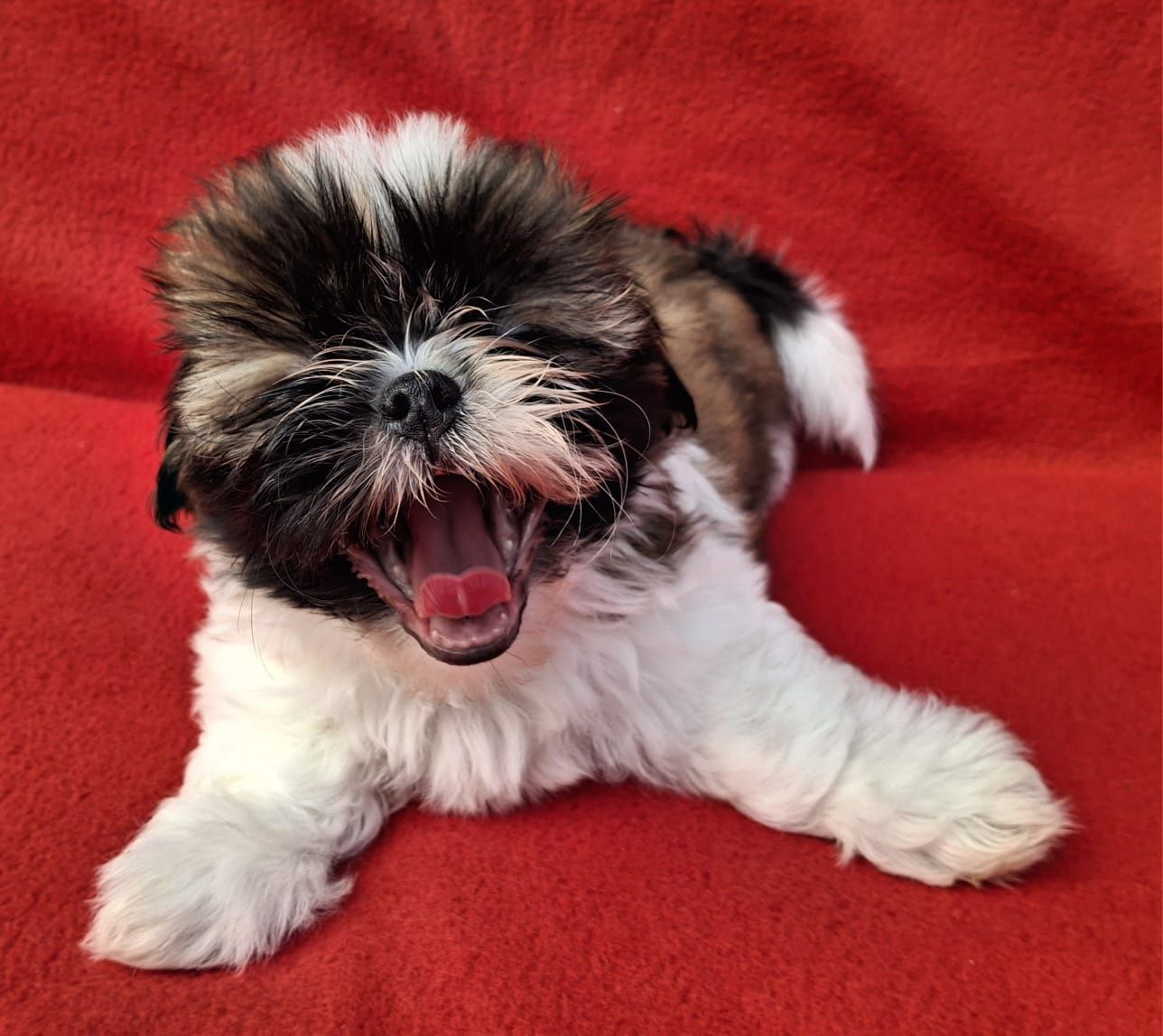 Piesek Shih-Tzu Gotowy do odbioru