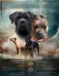 Cane corso ZKwP/FCI - zapowiedź miotu.