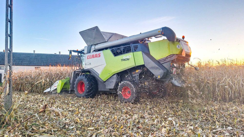 Usługa koszenia kukurydzy z sieczkarnią CLASS TRION 640