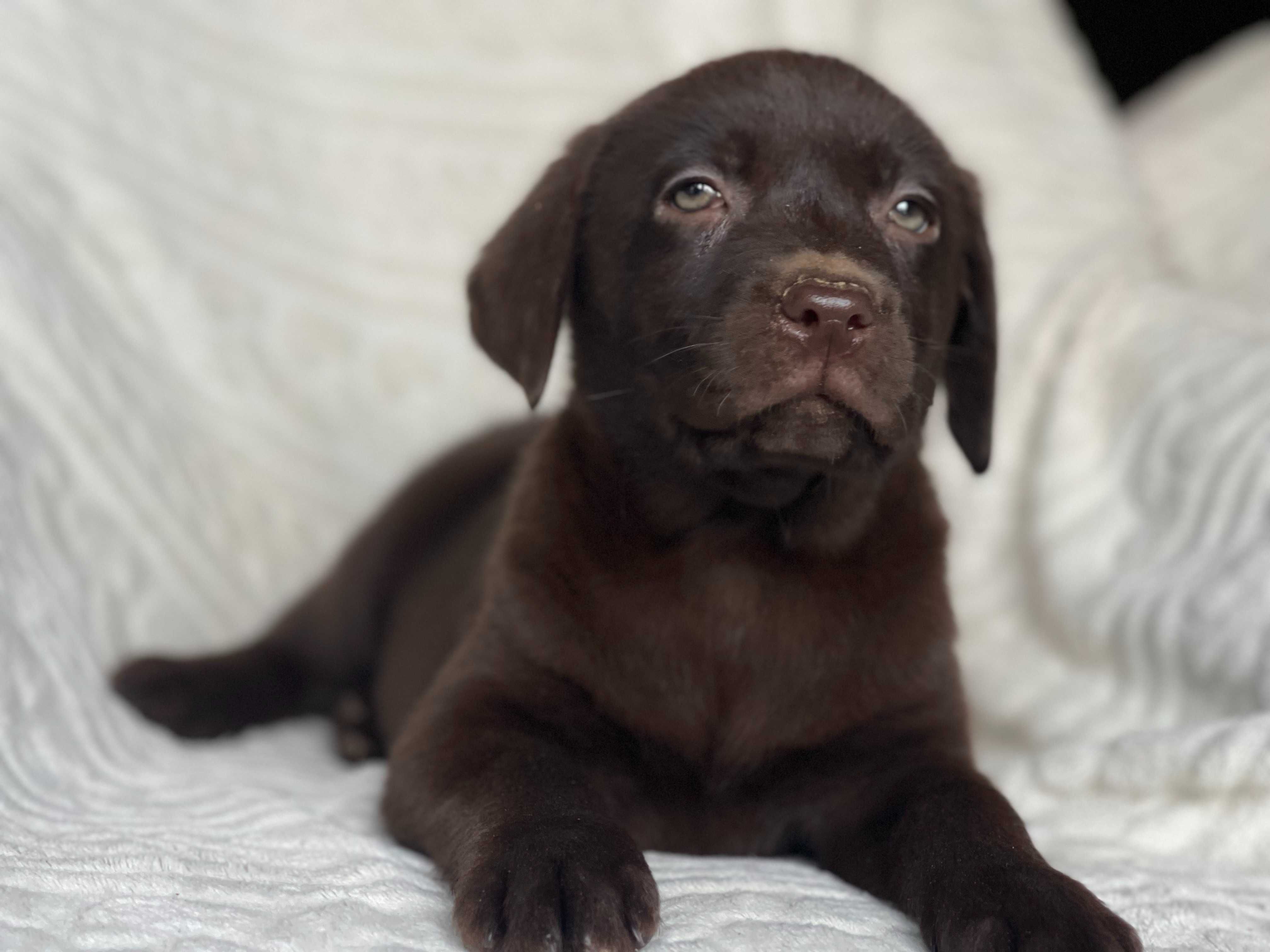 Labrador retriever ,labradory suczka czekoladowa ZKwP FCI