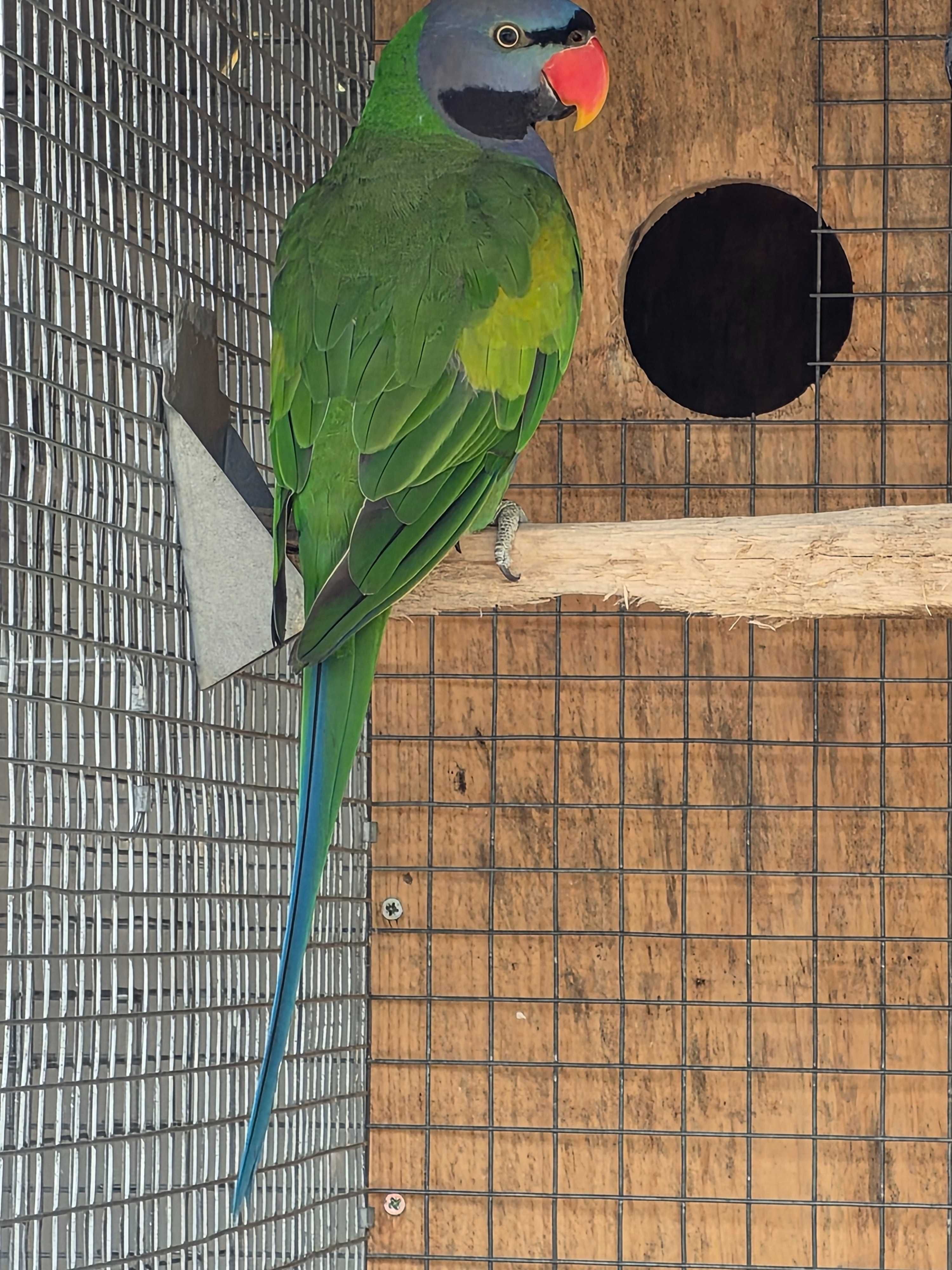 Cedo ring necks  (psittacula kremeri )