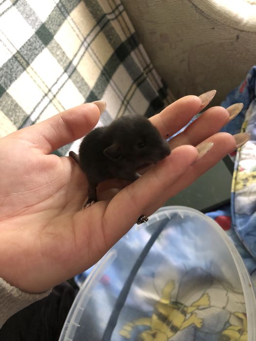 Криски в добрі руки