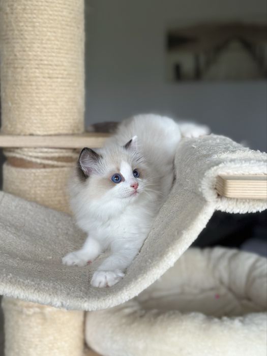 Puchaty kotek ragdoll rodowód FPL