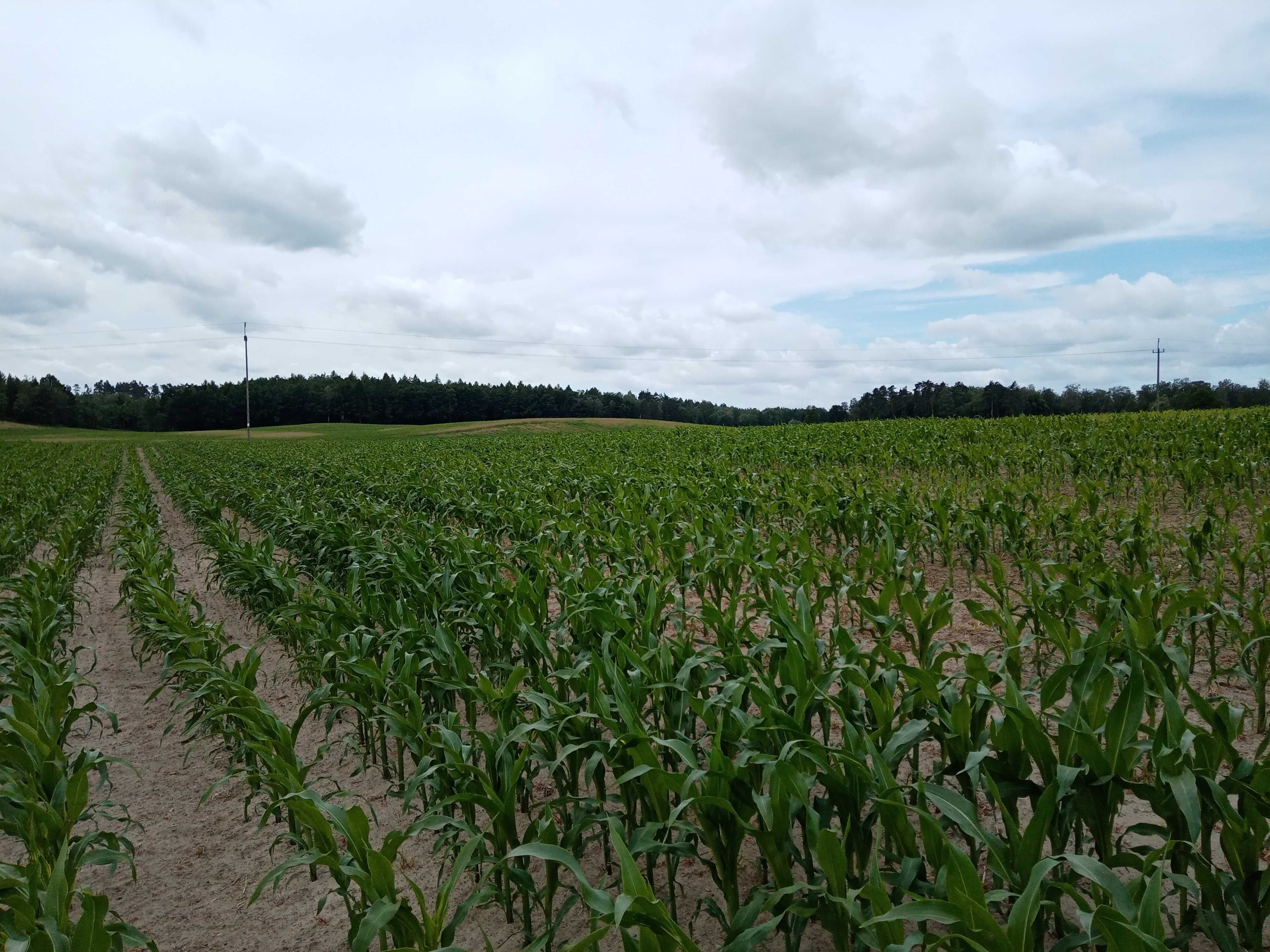 Sprzedam Gospodarstwo Rolne 4,56 ha