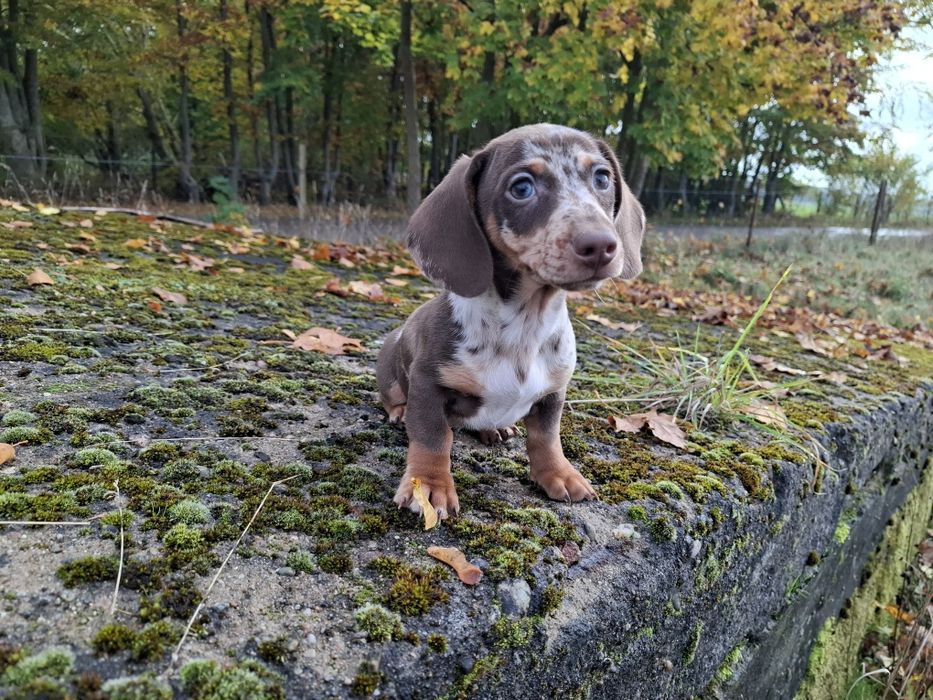 choco merlle jamnik piesek