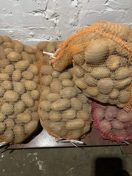 Картопля велика. Домашня