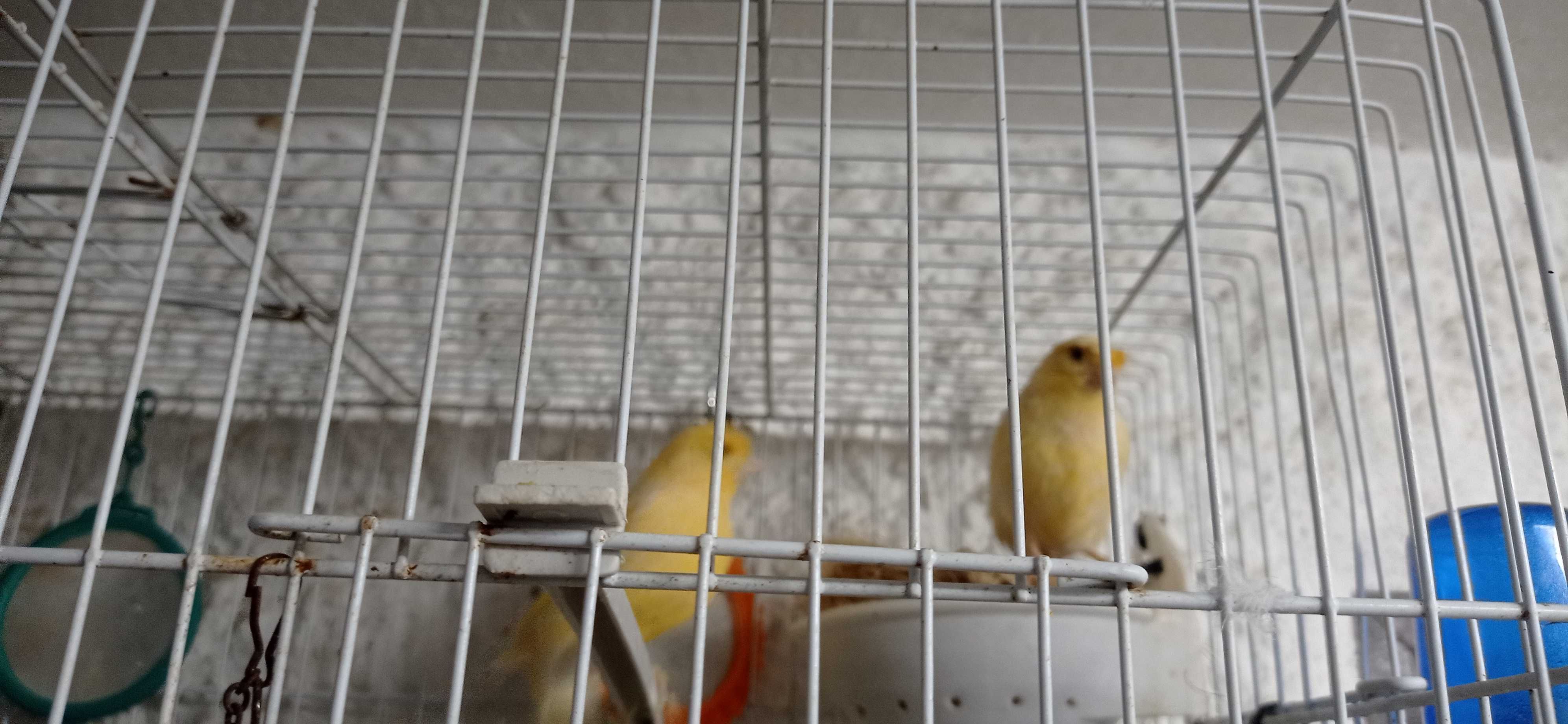 Canários de poupa o Valor e de cada um