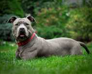 American Staffordshire Terrier BLUE Champion Line