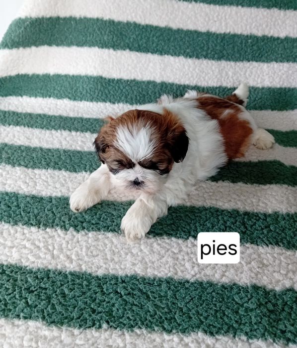 Piękny szczeniak SHIH TZU