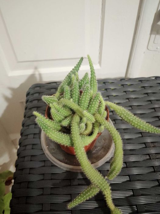 Ехінопстс, алоє, опунція, кактуси