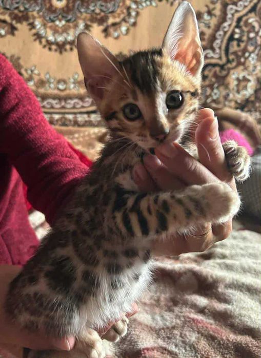 Продам кошенят Бенгал