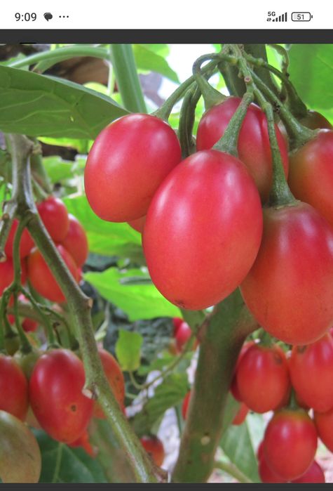 Vendo plantas tamarilho  e frutos