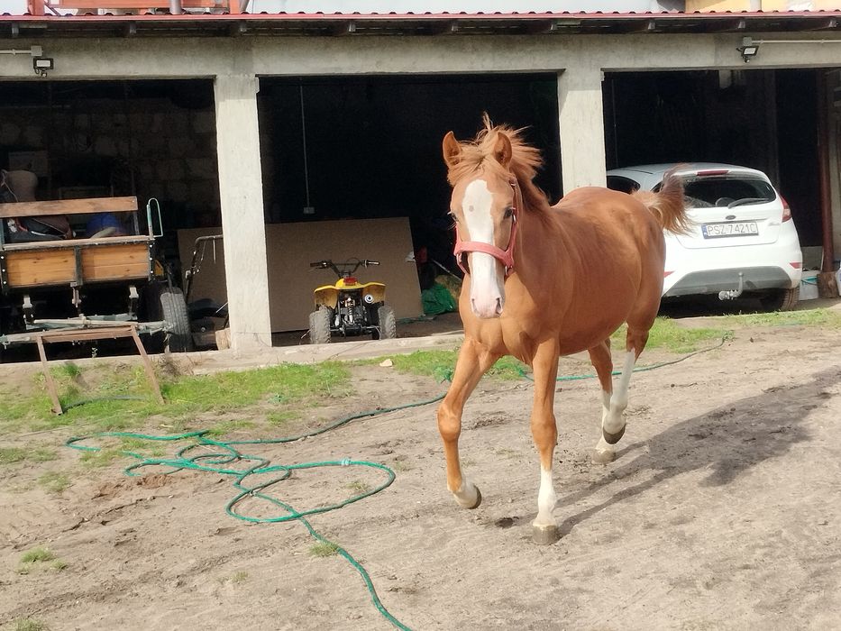 Sprzedam super konia
