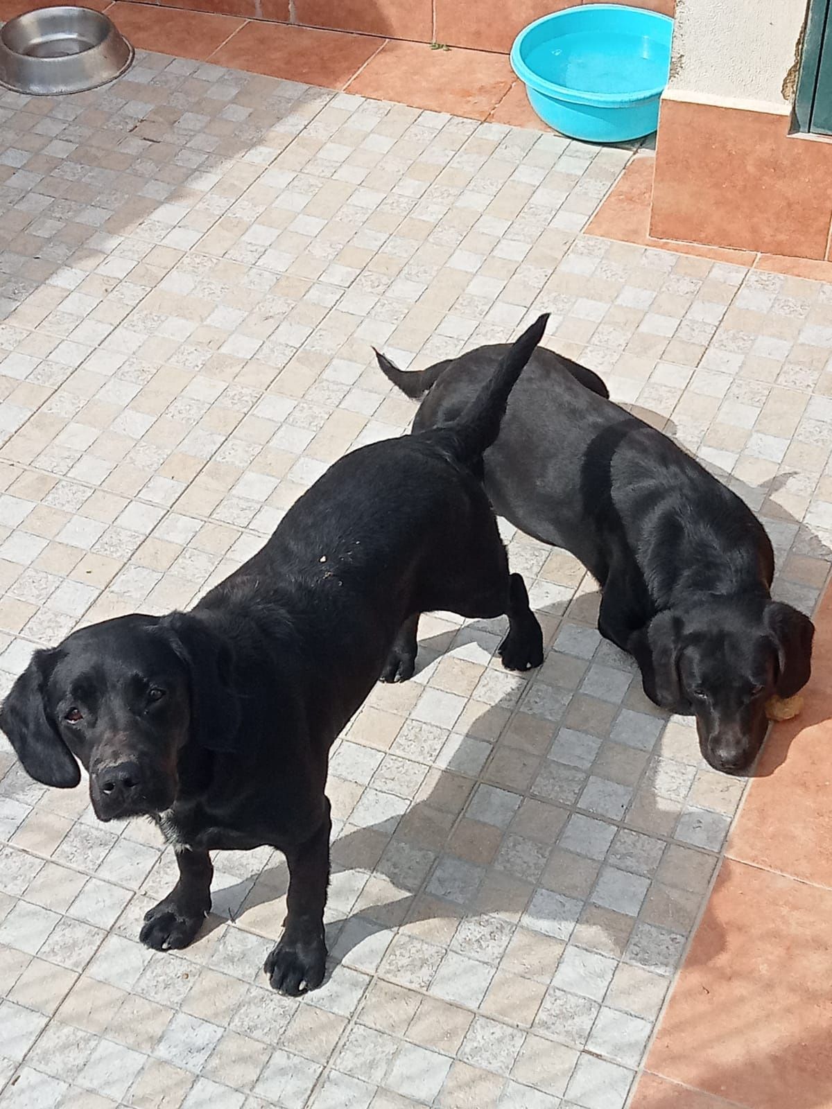 Oferece dois Labradores