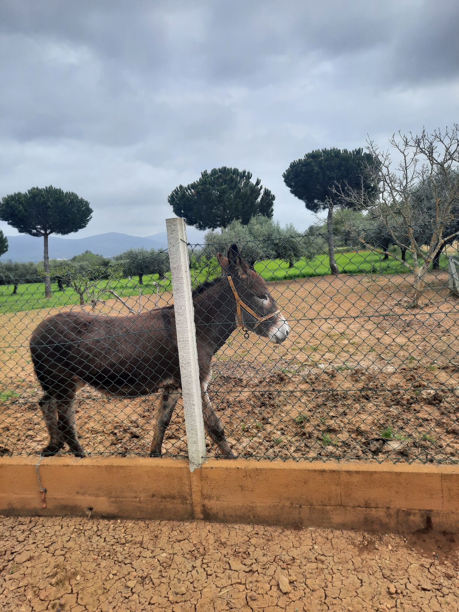 Burro com 2 anos