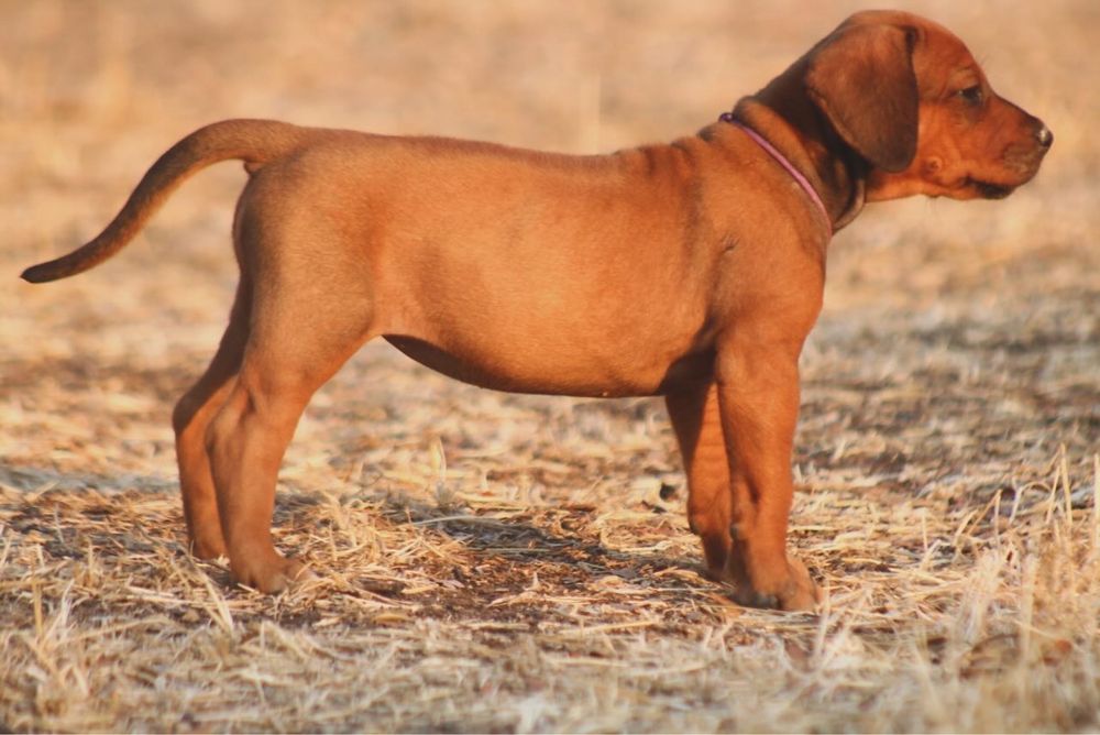 Cachorra Leão da Rodésia