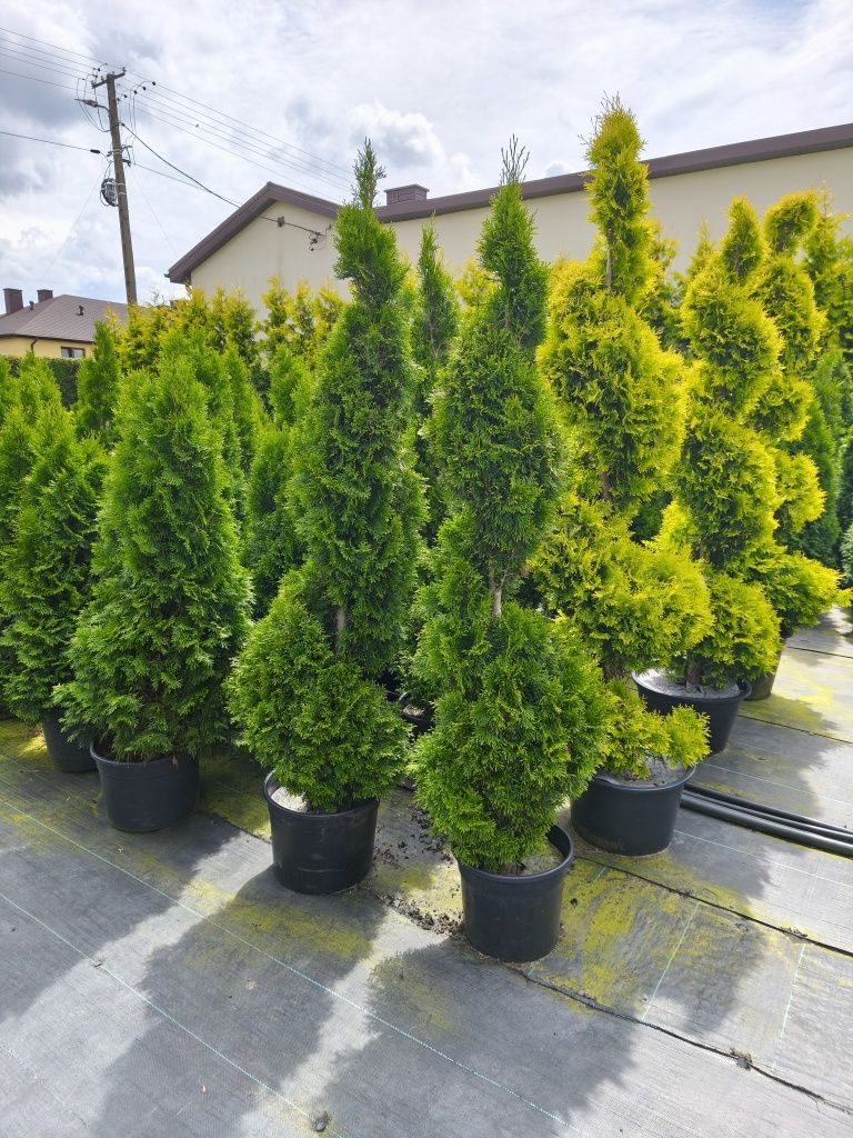 Bonsai tuja szmaragd spirala