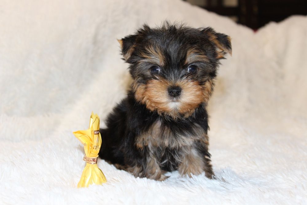 Маленькі і вірні друзі для вас