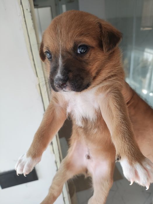 Cães bebé para adopção responsavel