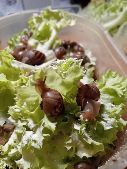 Отдам ахатинских улиток