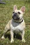 Buldog francuski - suczka lilac +  paszport