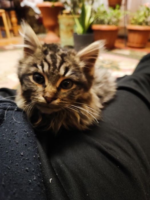 Віддам кошеня(вона)