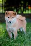 Suczka Shiba Inu FCI