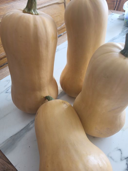 Dynia pizmowa jadalna