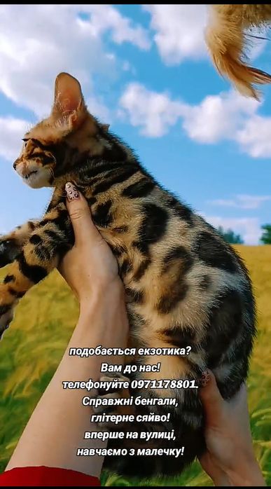 Продається бенгальський клубний котик.