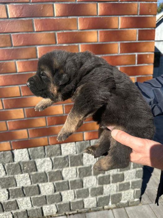 Елітні цуценята німецької вівчарки