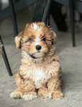 Piękny piesek Red Merle Yorkshire Terrier