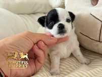 Chihuahua chłopiec