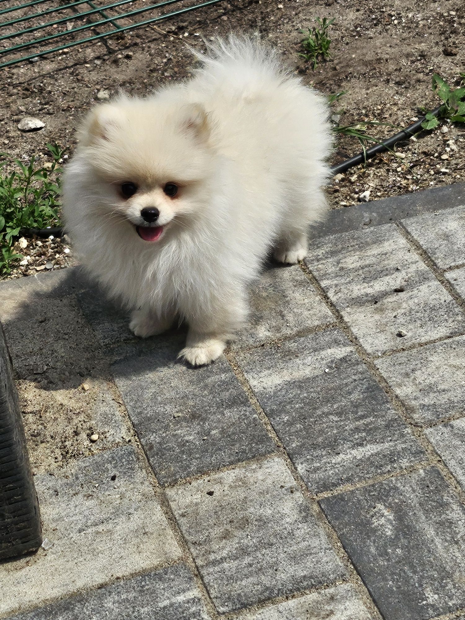 Szpic miniaturowy pomeranian FCI