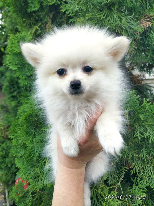 Шпицы мальчик и миниатюрная девочка