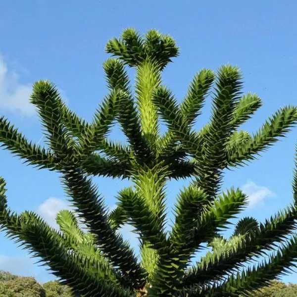 Araukaria chilijska, duże, dorodne okazy 50cm! Mrozoodporna