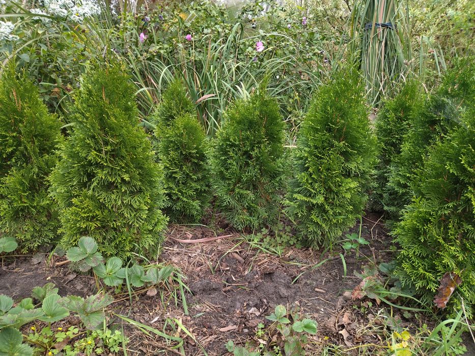 Продам туя смарагд, кипарисы, можжевельники