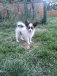 Papillon Spaniel kontynentalny miniaturowy