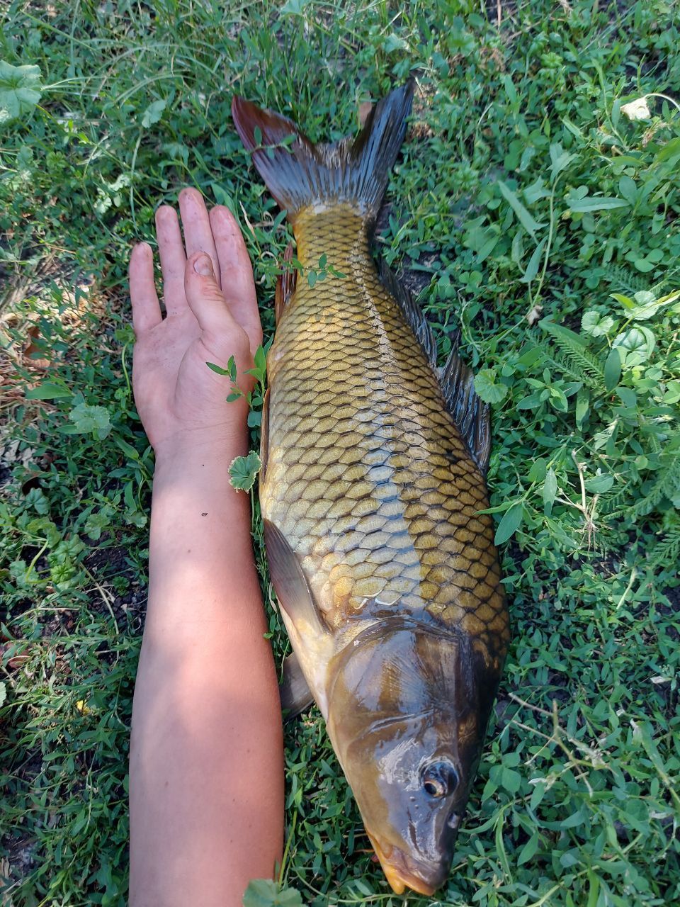 Повідці, гачки коропові wade gape #8  (15-25 lb) повідковий матеріал