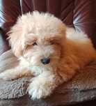 Maltipoo hybryda maltańczyk i pudel toy red