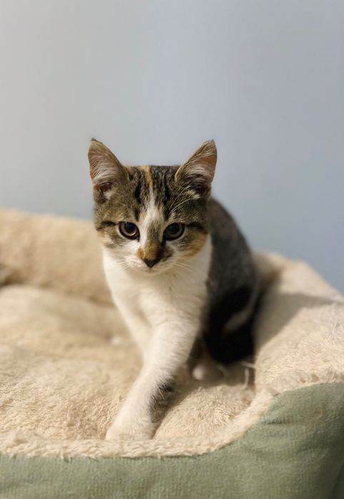 Котята котики отдам котенок  девочка