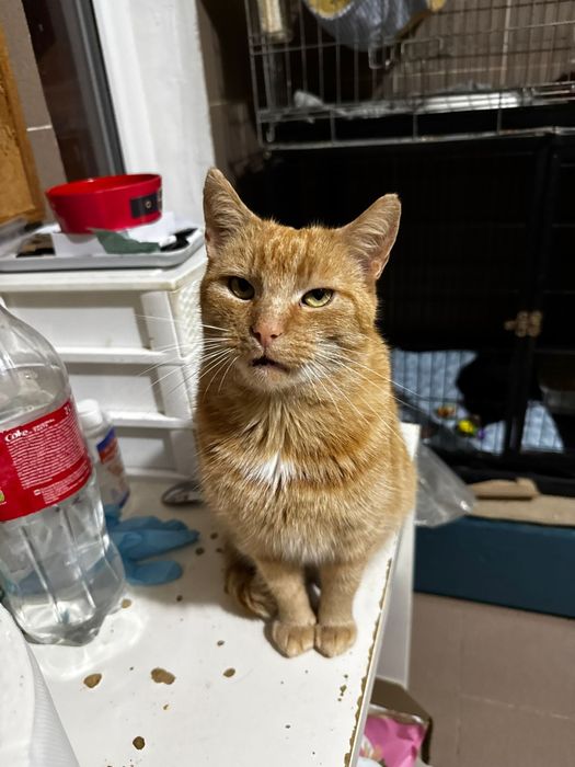 Piękny rudzielec do adopcji