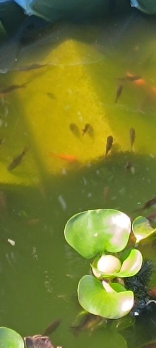 peixes pimpom  vermelho